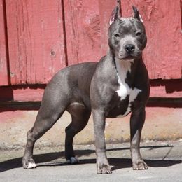 Monroe - American Pit Bull Terrier