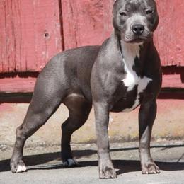 Monroe - American Pit Bull Terrier