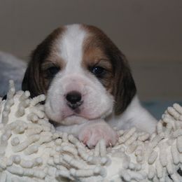 Kirk - Black tan and white male Beagle puppy in Morrill, Kansas from Kelle Beagles