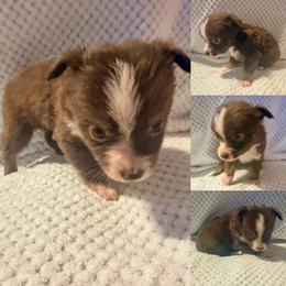 Red tri female - Red tri female Toy Australian Shepherd puppy in Brooker, Florida from Honey, I Shrunk the Aussies