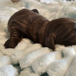 Girl 3 - Dachshund puppy from Weiners on a Hill