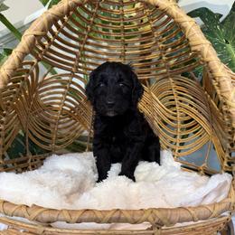 Girl 3 - Black and white female Aussiedoodle puppy in Pomona, California from Socal Aussiedoodles
