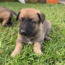 Belgian Malinois and Working Cross Puppies from L G Kennels