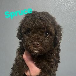 Spruce - Brown and white male Aussiedoodle puppy in Loveland, Colorado from A&L Ranch Aussiedoodles