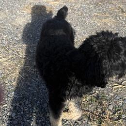 Aussiedoodles and Bernedoodles from Sleepy Hollow Mountain Doodles