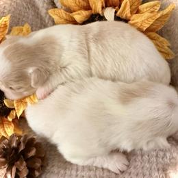 Camellia - Lemon and white female Japanese Chin puppy in Davisville, Missouri from Uniquely Yours, Shelly’s Japanese Chins