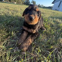 1Male - Black and tan male Airedale Terrier puppy in Holton, Michigan from Yoder’s Airedale Terriers