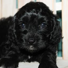 Ebony - Black female Cockapoo puppy in Dornsife, Pennsylvania from Schaible Family Puppies