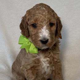 Green Bow Male - Red  male Goldendoodle puppy in Kingsville, Missouri from The Bruce Farm