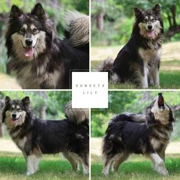 Lily - Alaskan Malamute