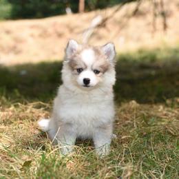 Remi - Gray and white female Pomsky puppy in Coos Bay, Oregon from Ocean View Pomskies