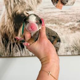 Pearl - Blue merle female Bernedoodle puppy in Wamego, Kansas from Doodles of Oz