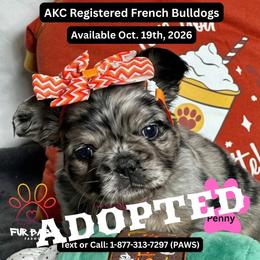 Penny - Tricolors female French Bulldog puppy in Michigan from Fur Baby Farms
