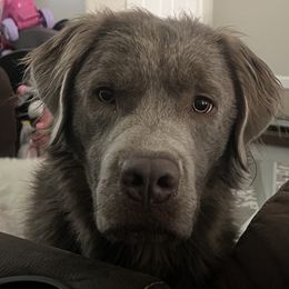 MAUI - Labrador Retriever