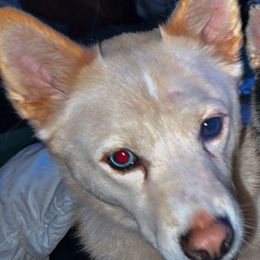 Milo - Cream male Companion Cross puppy in Willow Spring, North Carolina from GTBBF Pomeranians
