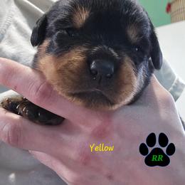 Yellow - Black and mahogany female Rottweiler puppy in Tangent, Oregon from Raya's Royals