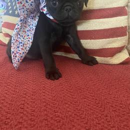 Pug Puppies from Furever Friends