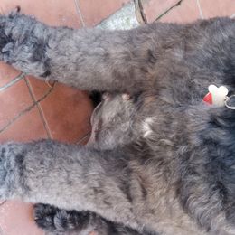 Labradoodles from Silver Star Doodles