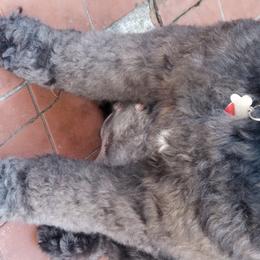 Labradoodles from Silver Star Doodles