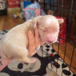 Eddie - Cream male Dachshund puppy in Barstow, California from Samy's Dachshund Den