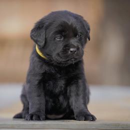 Ginger - Black female Labrador Retriever puppy in Ridgecrest, California from Black Mountain Service Dogs