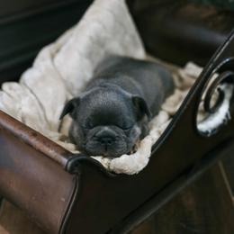 French Bulldog Puppies from Frenchie Bulldog Kisses