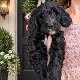 Wednesday Adams - Black female Bernedoodle puppy in Elkhart, Iowa from Quality Iowa Doodles
