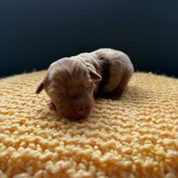 Sundance - Red merle male Miniature Australian Shepherd puppy in Ellendale, North Dakota from Ark Acres Kennels
