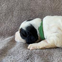 Green Male - Blue belton and tan (tri-color) male English Setter puppy in Potosi, Wisconsin from Point and Flush Gun Dogs