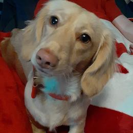 Dove - Dachshund
