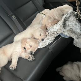 Golden Retriever Puppies from Wise-Taylor Goldens