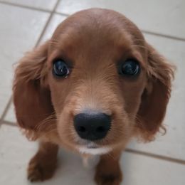 Aussiedoodle, Cavapoo, and Poodle Puppies from B&M Cottonwood Canines