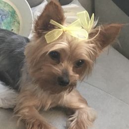 Gi-Gi - Yorkshire Terrier