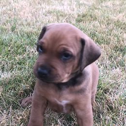 Rhodesian Ridgebacks from Penny's Puppies (Rhodesian Ridgeback)