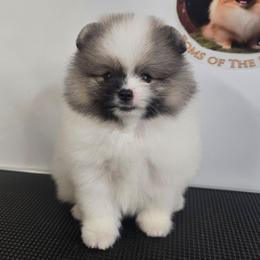 Finrod - Cream parti male Pomeranian puppy in Boca Raton, Florida from Poms of The Shire