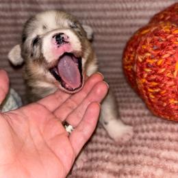 Blanche - Brindle merle and white female American Corgi puppy in Madison, North Carolina from Montgomery Corgis