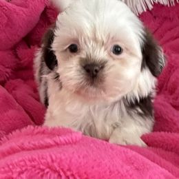 Pixie - Liver female Shih Tzu puppy in Fredericksburg, Virginia from Pumpkin Patch Pups