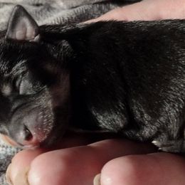 Companion Crosses from Dreamy Chiweenies