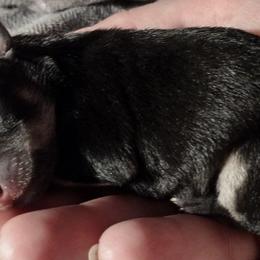 Companion Crosses from Dreamy Chiweenies