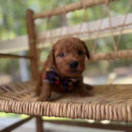 Peter - Red  male Goldendoodle puppy in Camden, North Carolina from Oopsie Doodles of NC