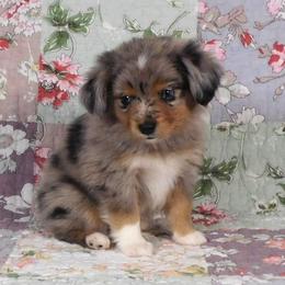 Ash - Blue merle male Toy Australian Shepherd puppy in Okeana, Ohio from Fetching Toy Aussies