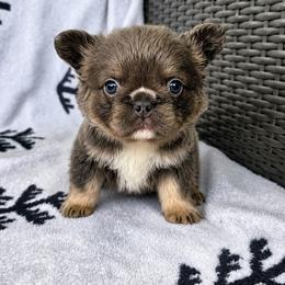 Pooh - Blue male French Bulldog puppy in Lancaster, Ohio from FarmHouse Frenchies
