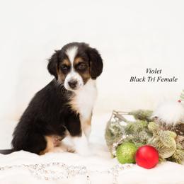 Violet - Black tri female Miniature Australian Shepherd puppy in Mechanicsburg, Pennsylvania from TJ's Aussies
