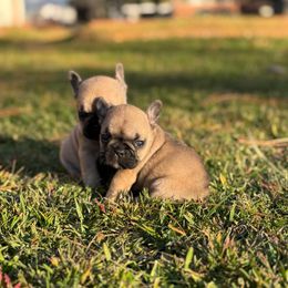 Girl 2 - Fawn and white female French Bulldog puppy in Roanoke Rapids, North Carolina from Ferrell’s Frenchies