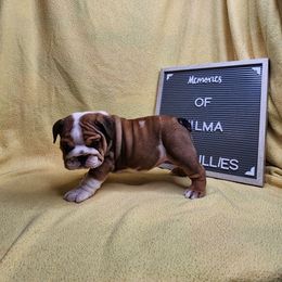 Wilma - Red and white female Bulldog puppy in Hillsdale County, Michigan from KZ Bullies LLC