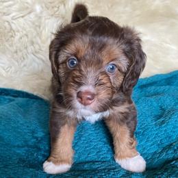 Fritos - female Australian Mountain Doodle puppy in Port Orchard, Washington from Yukon Harbor Doodles