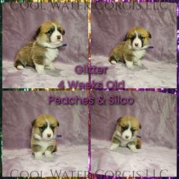 Glitter - Red female Pembroke Welsh Corgi puppy in Kiowa, Colorado from Cool Water Corgis LLC