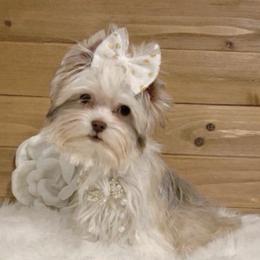 Nela - Yorkshire Terrier