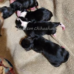 Chihuahua Puppies from Jackson Chihuahuas