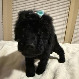 Lady Onyx - Black female Poodle puppy in Midlothian, Texas from Pristine Puppies & Signature Studs